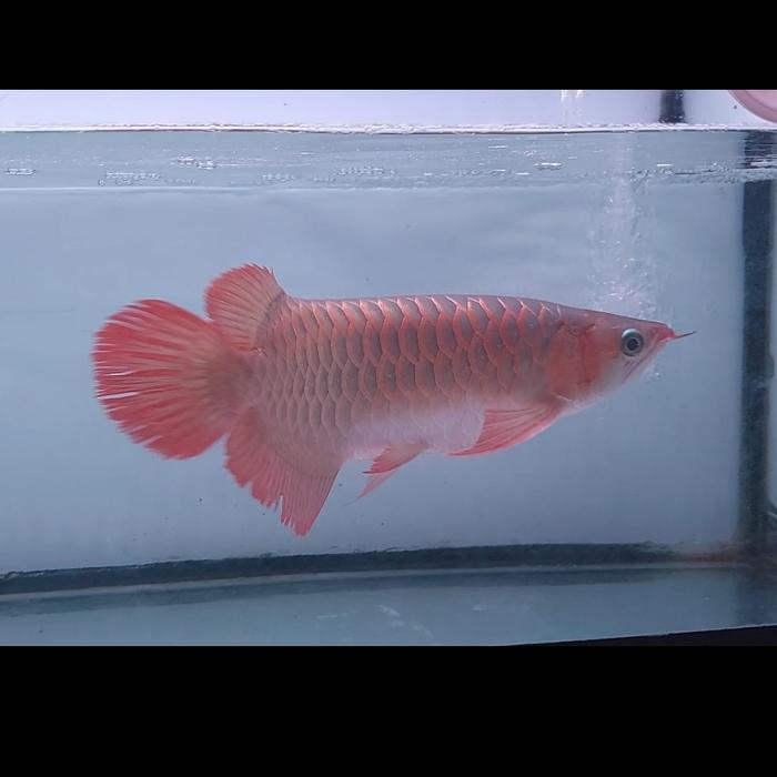 Jual ikan arwana super red 45cm - Jakarta Barat - Rahayufishstore