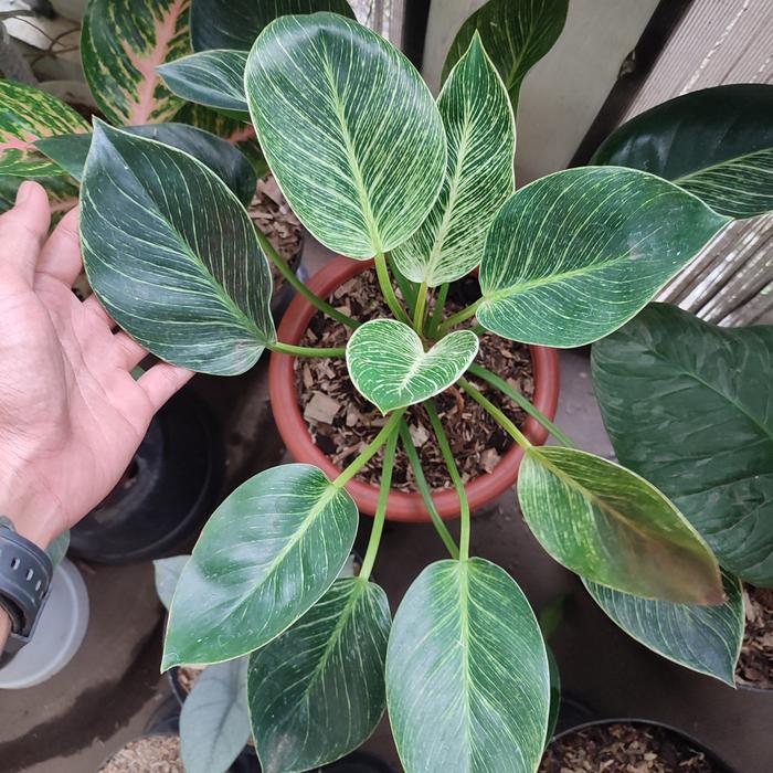 Gambar tanaman philodendron birkin varigata dari beautifull plant undefined Tokopedia