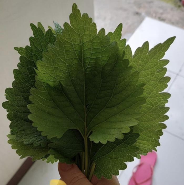 Gambar Pohon Matcho Daun Mat Cho Biji Maco Maco Macau Suci Dewa Tolak Bala - Daun per Lembar dari Narera Super Store undefined Tokopedia