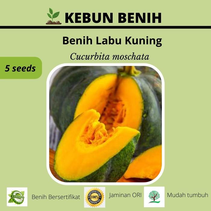 Gambar Benih Tanaman Sayuran Hortikultura Kualitas Unggul Lengkap - Labu Kuning dari Bibitkemarinsore undefined Tokopedia