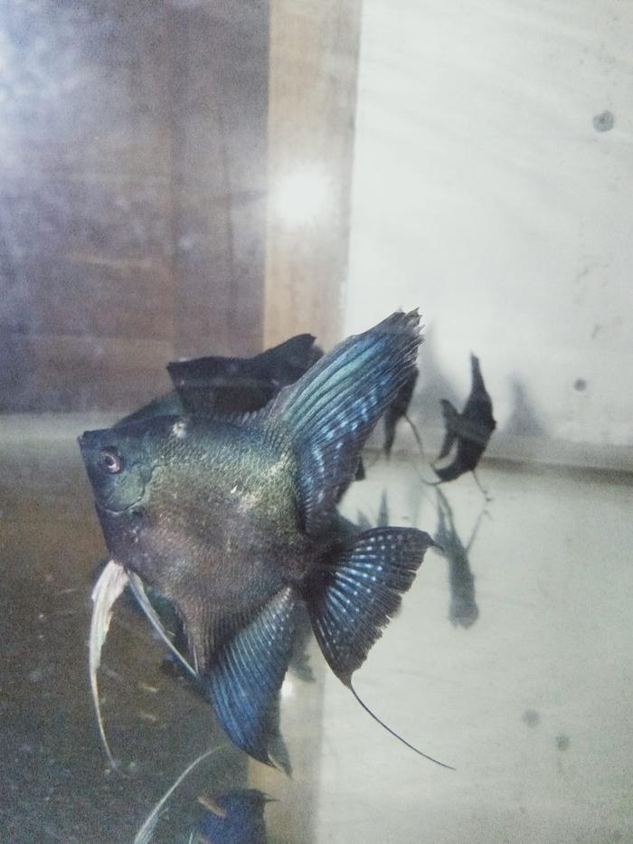 Gambar Ikan Hias Manfish Green Avatar - M dari Almer Aquatics undefined Tokopedia