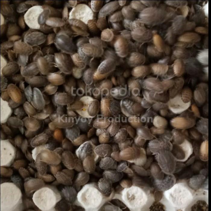 Gambar Kecoa Dubia 0,5-1 Cm Pakan Protein Tinggi Reptil, Burung, & Ikan - 1,5-2Cm dari Kinyoyproduction undefined Tokopedia