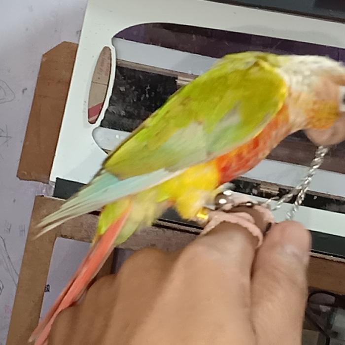Gambar pineapple conure burung nuri jinak dari luak kampus petshop undefined Tokopedia