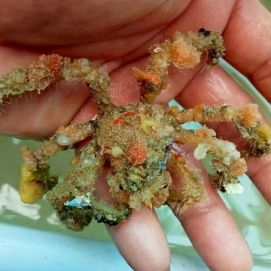 Gambar Kepiting laba-laba laut dari Aqila aquatic undefined Tokopedia