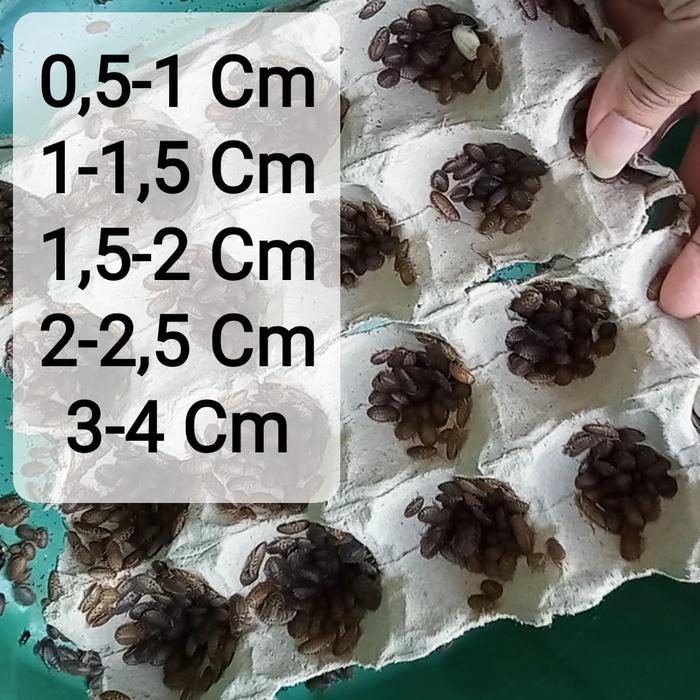 Gambar Kecoa Dubia 0,5-1 Cm Pakan Protein Tinggi Reptil, Burung, & Ikan dari Kinyoyproduction undefined Tokopedia