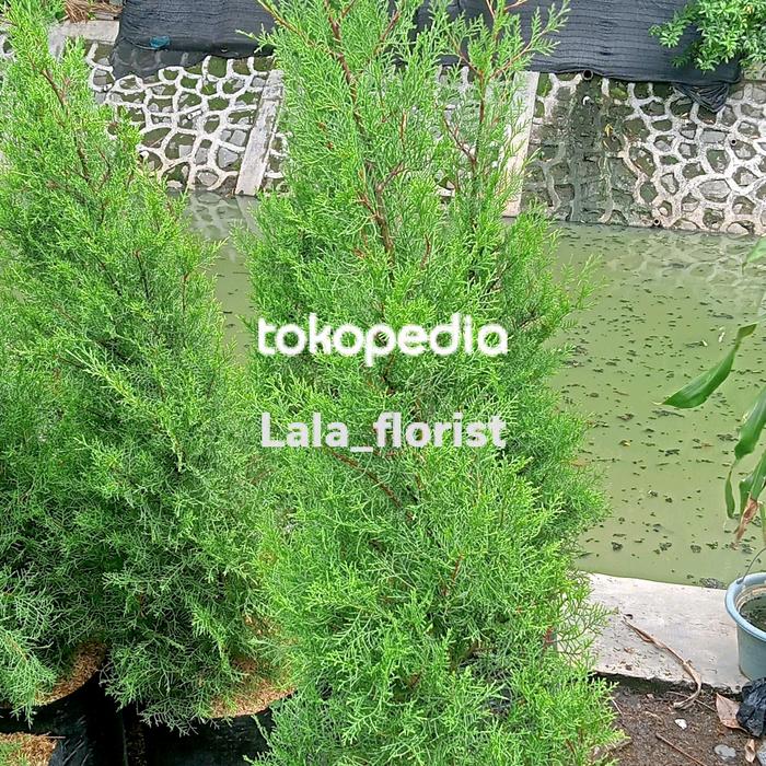 Gambar pohon cemara wangi tinggi 150cm-175cm dari Lala florist_NEW undefined Tokopedia