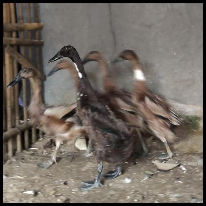 Gambar Terbaru Bebek + Daging Bebek + Bebek Coklat + Bebek Kampung + Itik - 1,5 up dari Nizar Store 13 undefined Tokopedia