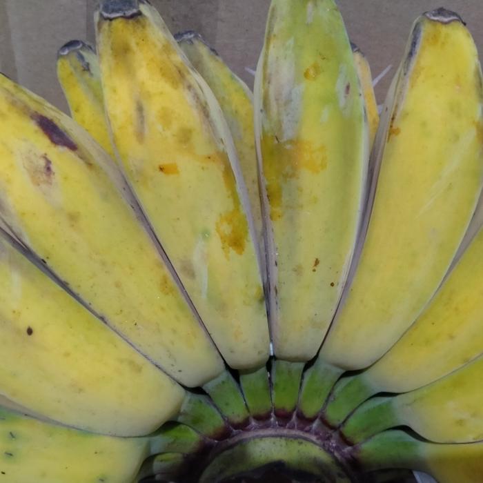 Gambar Pisang Kepok persisir dari Malakeyashop undefined Tokopedia