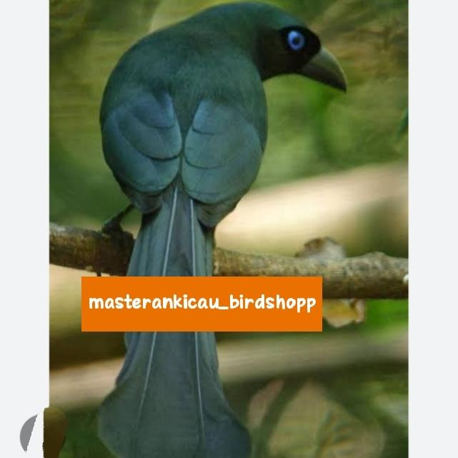 Gambar burung murai irian Papua gagah mempesona dari masterankicaubirdshopp undefined Tokopedia