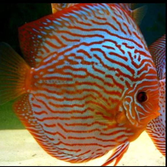 Gambar discus anakan campur rm turquis dll 2cm - turquis, 2cmtidakgaransi dari discus guppy undefined Tokopedia