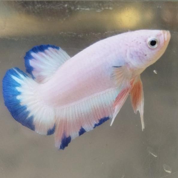 Gambar Ikan Cupang Blue Rim Flaminggo Top Grade A - Grade B dari Agent.LeleSegar undefined Tokopedia