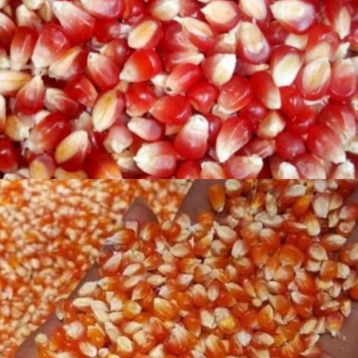 Gambar Jagung kristal pakan makanan burung merpati dara ayam perkutut hamster - 1 Kg dari Glodok Burung Bandung undefined Tokopedia