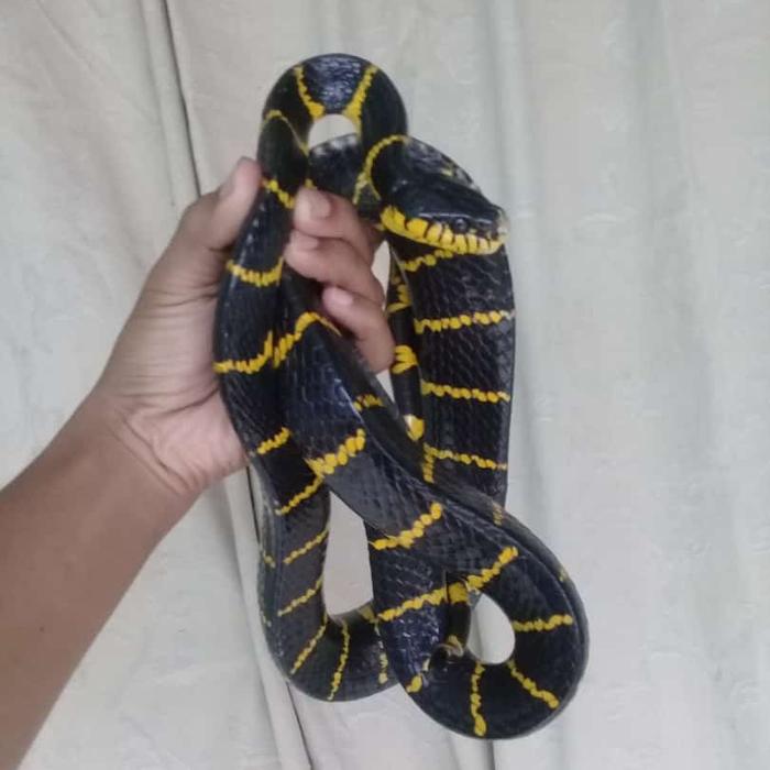 Gambar Ular Boiga / ular cincin emas medium venom - Kuning, Jumbo dari Reptiler Gabut undefined Tokopedia