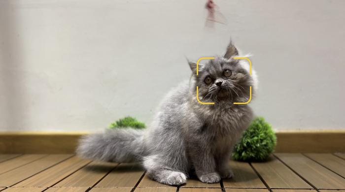 Gambar Kucing persia peaknose platnose pesek dari Adopsi Kucing Jakarta unclepetshop undefined Tokopedia