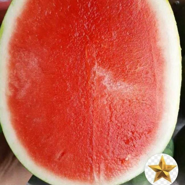 Gambar semangka non biji 3kg-+ dari Bintang sayur mayur ciputat undefined Tokopedia