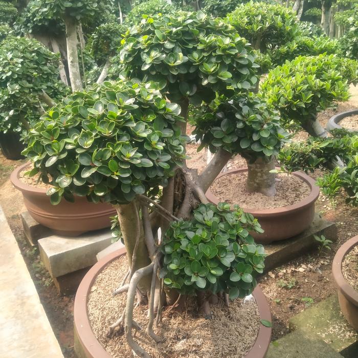 Gambar bonsai Beringin Korea mikro dari Surya Taman undefined Tokopedia