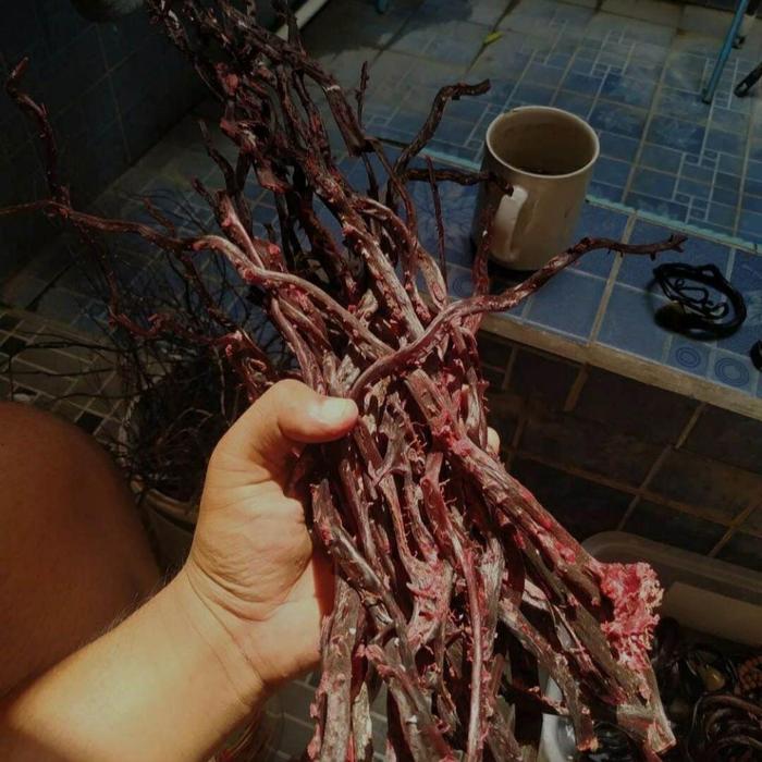Gambar bahan akar bahar merah tembus sinar isi lima biji original berkualitas dari ekohandycraff undefined Tokopedia
