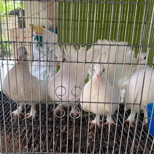 Gambar Burung Merpati Hias White Kipas Putih Bandung - Putih dari Naufal Farms undefined Tokopedia
