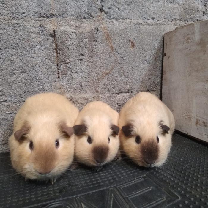 Hias Harga Guinea Pig Jual Guinea Pig American California Marmut