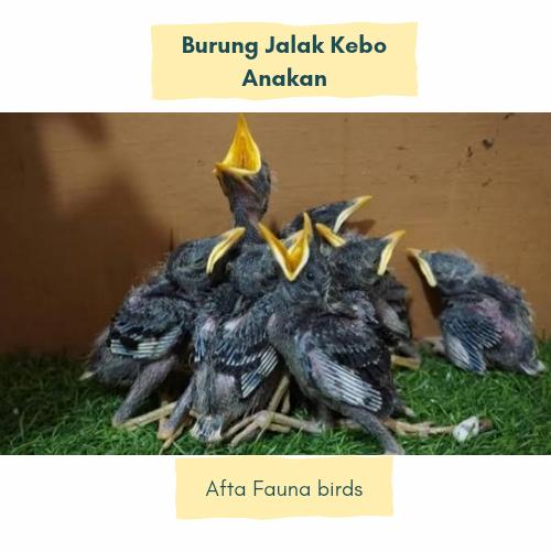 Gambar Burung jalak kebo anakan dari afta fauna undefined Tokopedia
