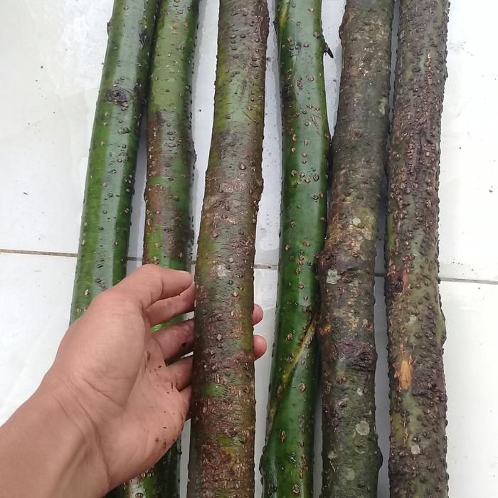 Gambar 50 batang kayu lemo ukuran 1 meter dari EarlytaAquaPlant undefined Tokopedia