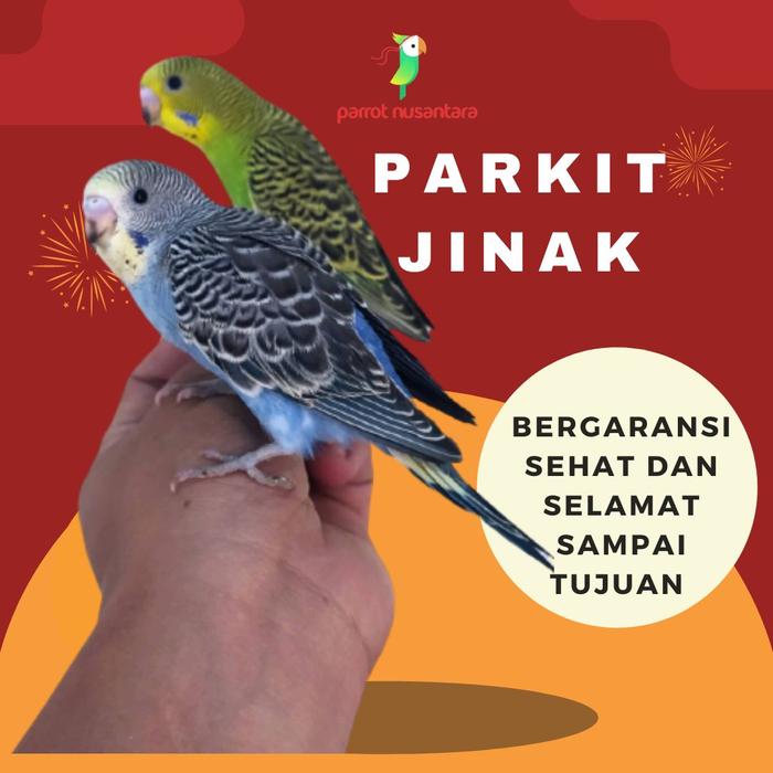 Gambar parkit jinak sepasang dari Parrot Nusantara Bekasi undefined Tokopedia