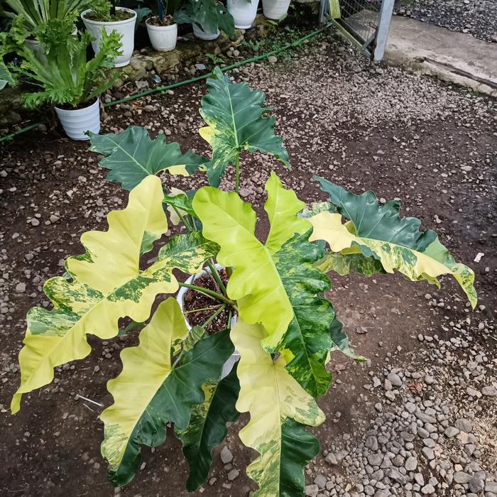 希少　Philodendron williamsii Variegated Philodendron Williamsii Hybrid Variegated - thebasements.com