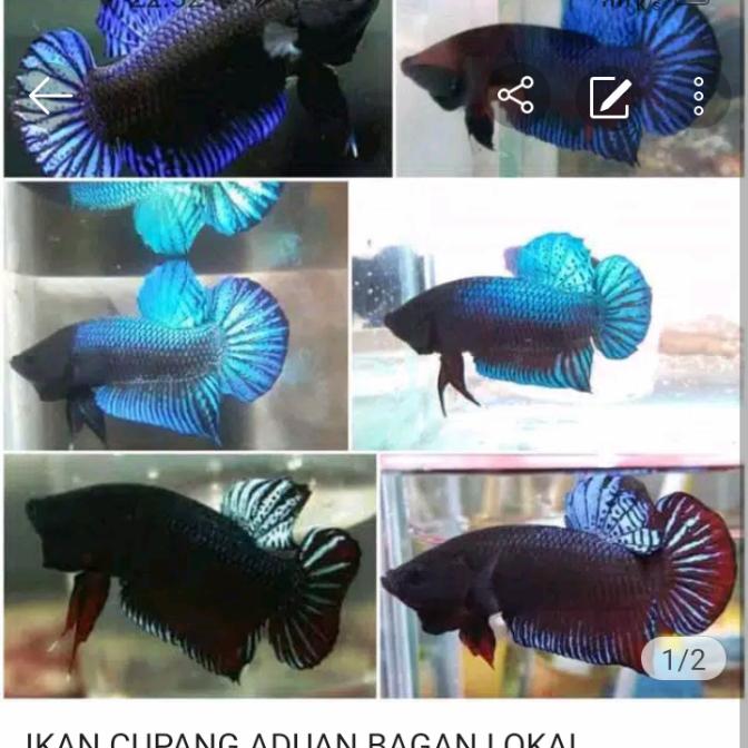 Gambar ikan cupang aduan bagan lokal dari Q aquascape undefined Tokopedia