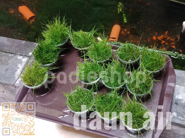 Gambar Hairgrass Mini Japan Eleocharis Sp Tanaman Aquascape Hair Grass - Daun Air dari padjeshop undefined Tokopedia