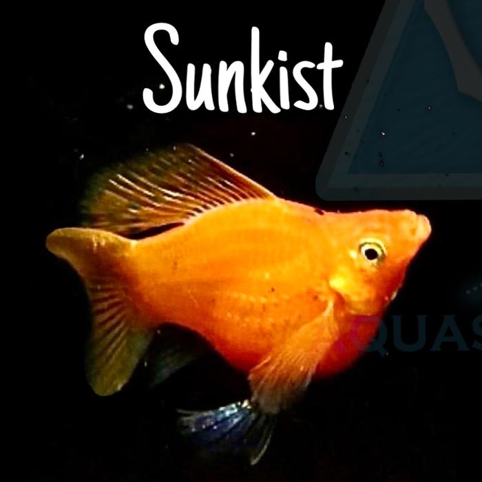 Gambar Ikan Molly Platy Balon BERKUALITAS Ikan Hias Aquascape Moly Balloon - Sunkist dari Aquasyndrome undefined Tokopedia