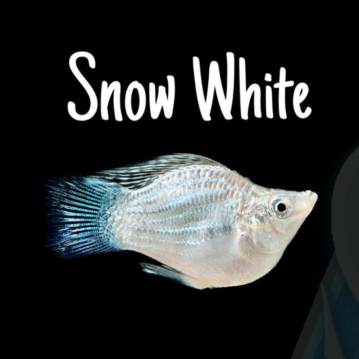 Gambar Ikan Molly Platy Balon BERKUALITAS Ikan Hias Aquascape Moly Balloon - Snow White dari Kiddies World undefined Tokopedia