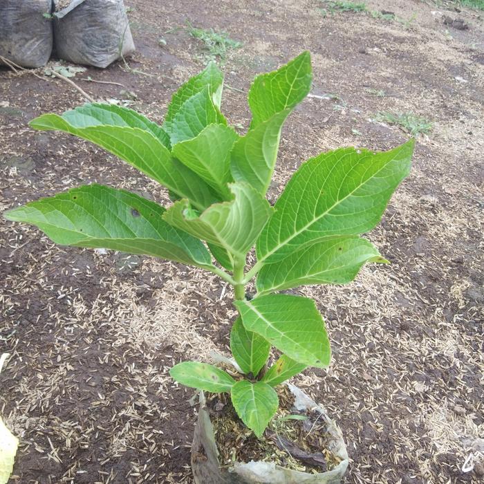 Gambar bunga hortensia biru tanaman roten/hydrangea - kecil dari ristavaflorist undefined Tokopedia