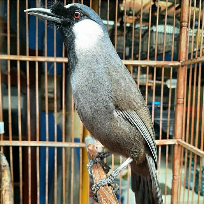 Gambar burung poksay hongkong pipi putih gacor dorr dari riashop-2 undefined Tokopedia