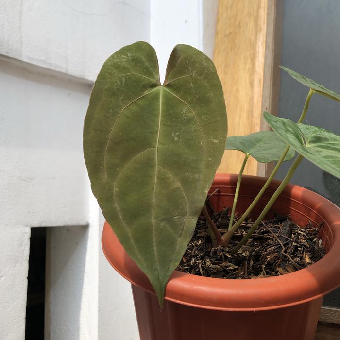 Anthurium