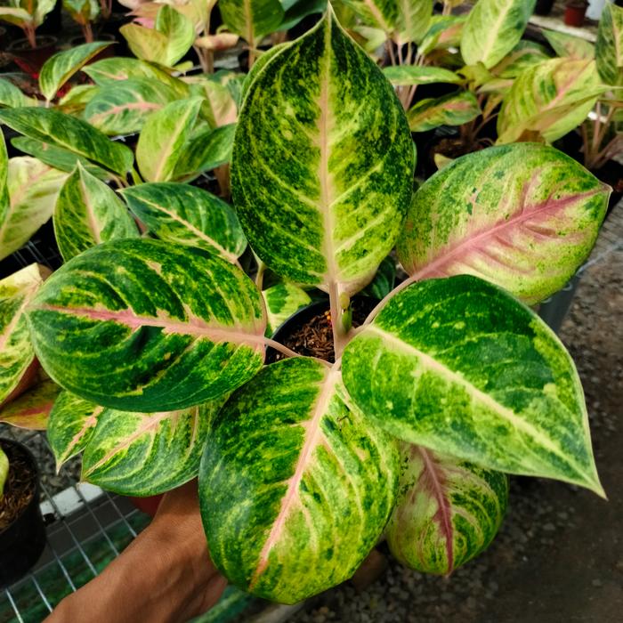 Gambar BUNGA AGLONEMA RENGGANIS dari tian tani bibit unggul undefined Tokopedia