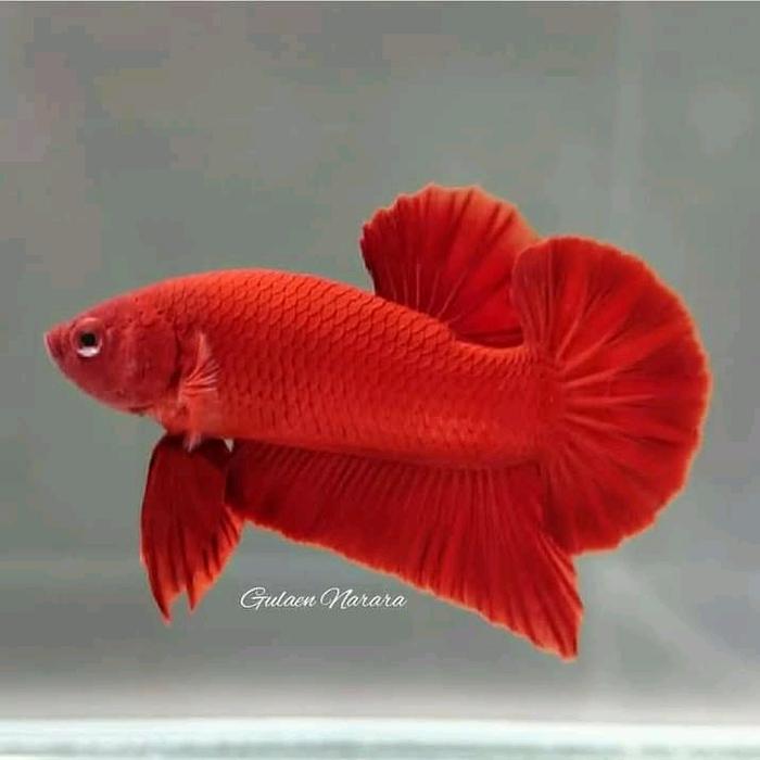 Gambar ikan cupang murah plakat - multicolour dari Azkya Nazirah Store undefined 5 Tokopedia