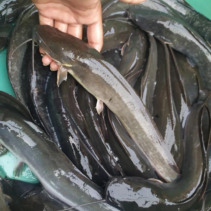 Gambar lele segar ikan segar konsumsi 1kg isi 6,7,8 per kilo - tdk bersihin dari Daveharolds farm undefined Tokopedia