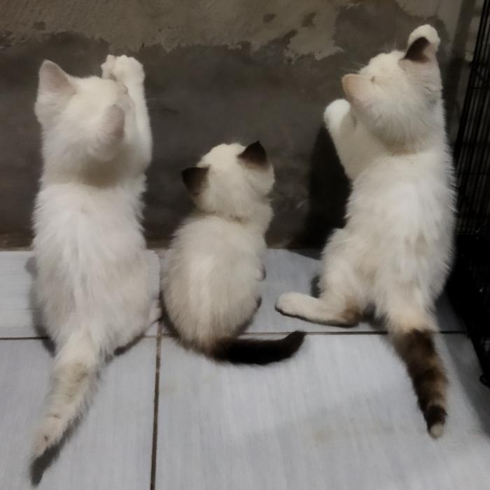 Gambar anakan kucing himalaya persia dari sagalaayashop05 undefined Tokopedia