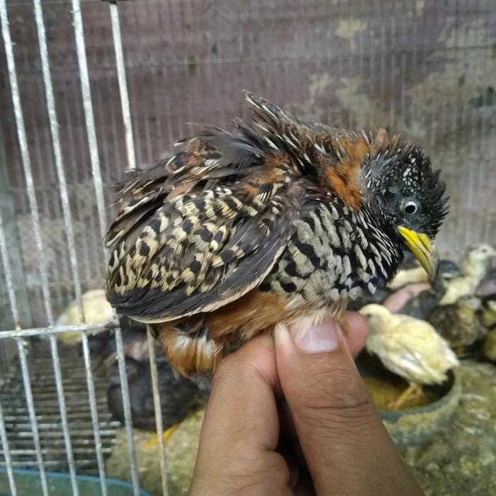 Gambar puyuh hutan dari luak kampus petshop undefined Tokopedia