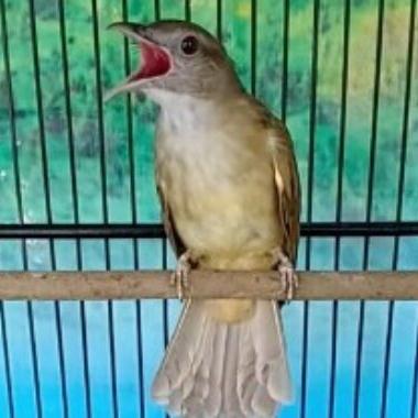 Jual burung kapas tembak katem gacoran - Jakarta Timur - riashopp-2 | Tokopedia