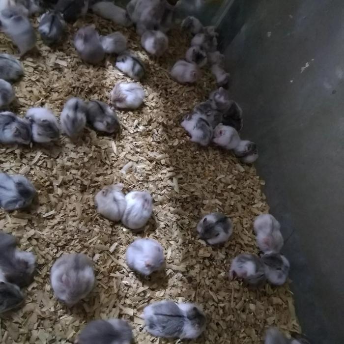 Gambar hamster camble dominan dari luak kampus petshop undefined Tokopedia