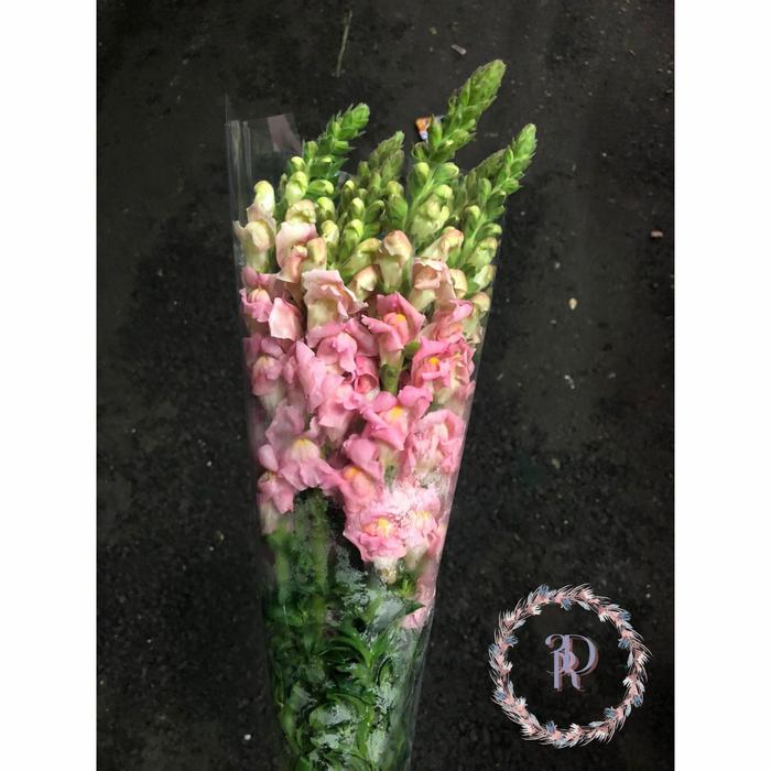 Gambar Bunga Snap Dragon (Bunga Segar Jakarta) - Pink dari 3rd florist undefined Tokopedia