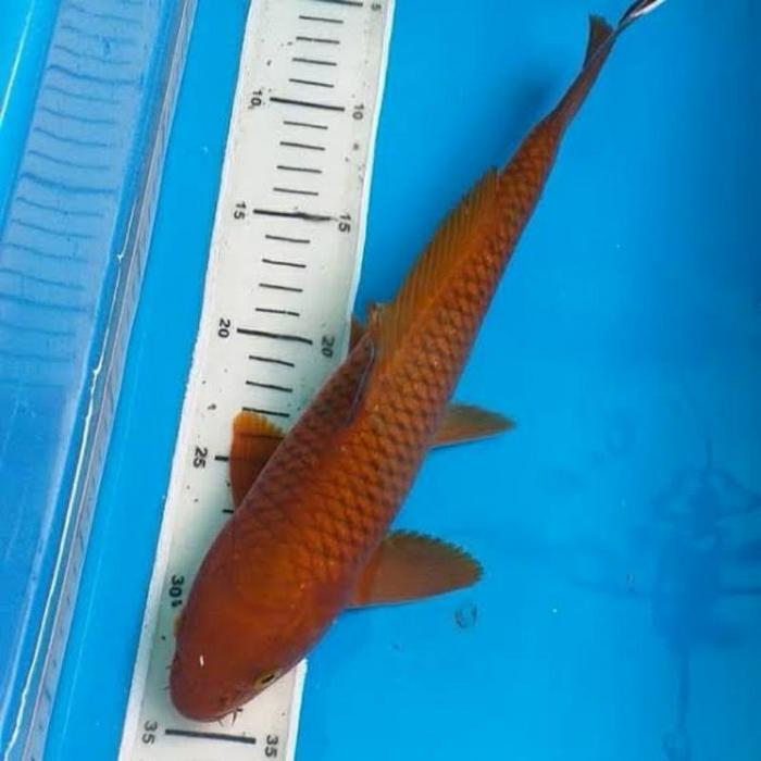 Gambar ikan koi chagoi tembaga 25 cm berkualitas dari ar betta fiss undefined Tokopedia