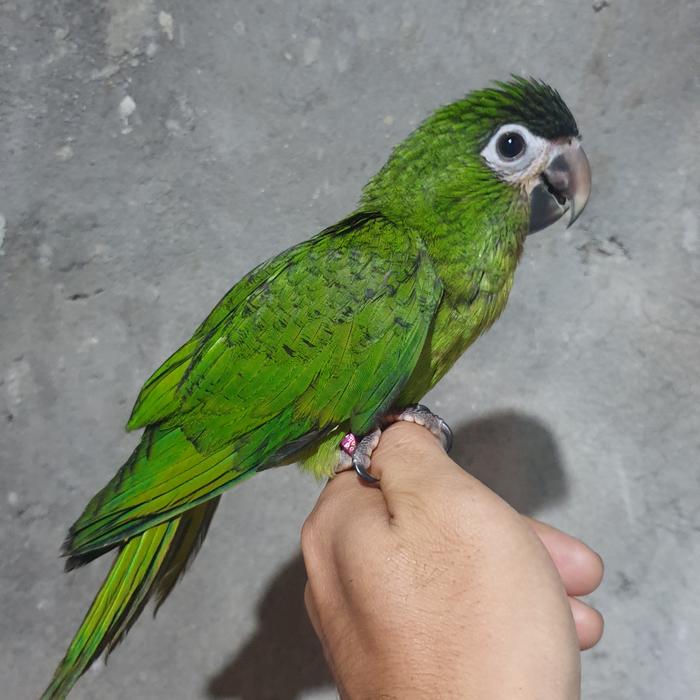 Gambar hans macaw 3bln skill ftm dari Yod Parrot undefined Tokopedia