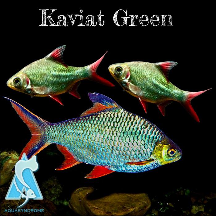 Gambar Ikan Kaviat Kapiat Tinfoil Barb Green / Albino Tankmate Ikan Predator - -+15cm Green dari Aquasyndrome undefined Tokopedia