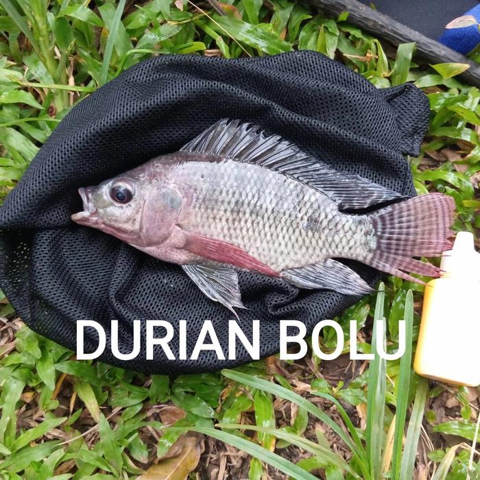 Gambar essen nila/mujair liar pengumpul ikan - DURIAN BOLU, 30 ml dari Toko Yuka berly undefined Tokopedia