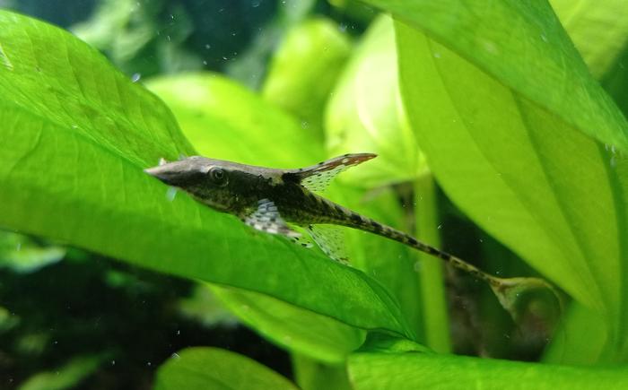 Gambar Sturisoma Panamense / Ikan Sapu Helikopter - 4 Cm dari Bon-Lauk undefined Tokopedia