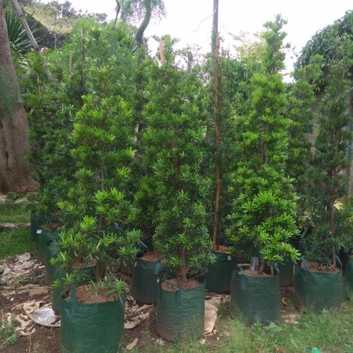 Gambar pohon lohansung cincuan tinggi 3 meter bonsai istimewa - 2 meter dari fatir fajar taman undefined Tokopedia