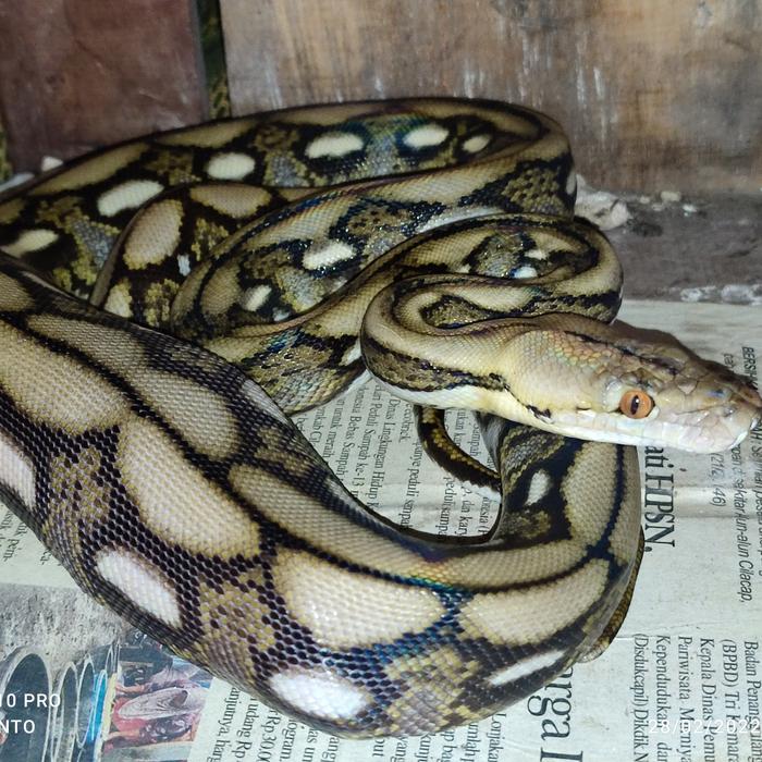 Gambar tiger classic dwarf 39,6 dari bralingexoticpets undefined Tokopedia