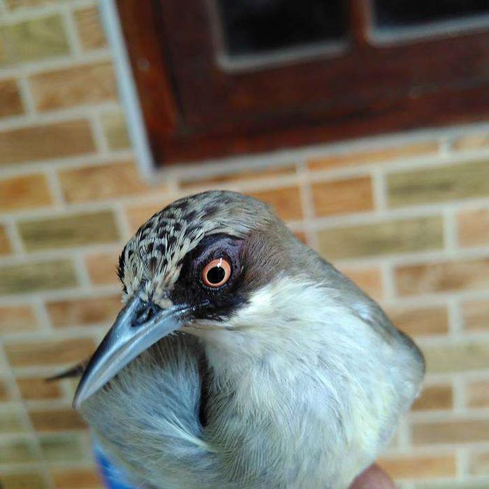 Promo burung opior paruh tebal - Jakarta Timur - riashopp-2 | Tokopedia
